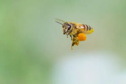 EPA Protecting Honeybees With Major 'Pesticide-Free Zones' Across U.S.