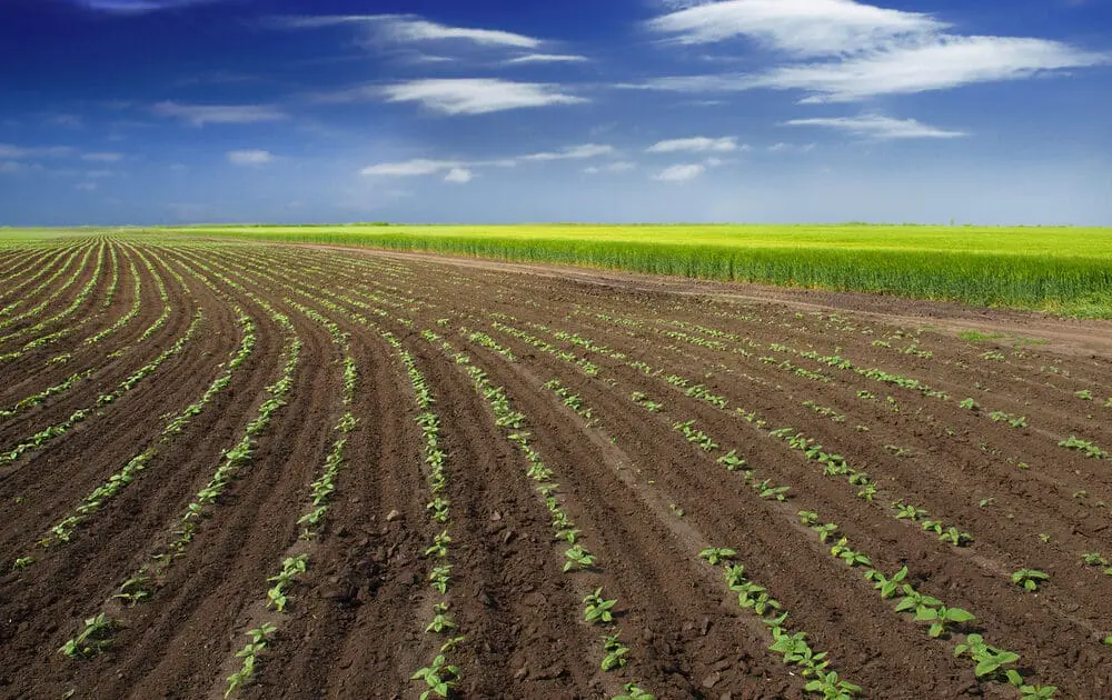 organic agriculture