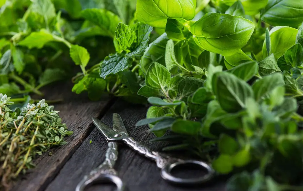 Get fresh first aid from the garden.