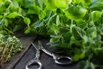 Get fresh first aid from the garden.
