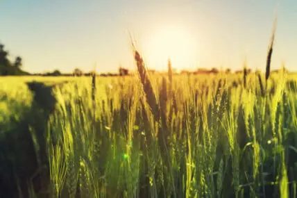 Organic Farming on the Rise in the U.S., with over 20,000 Organic Farms