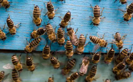Controversial Insecticide Significantly Decreases Fertility in Honeybees, New Study Finds
