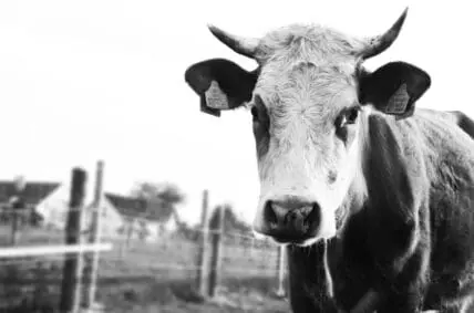 antibiotics in livestock feed double methane gas