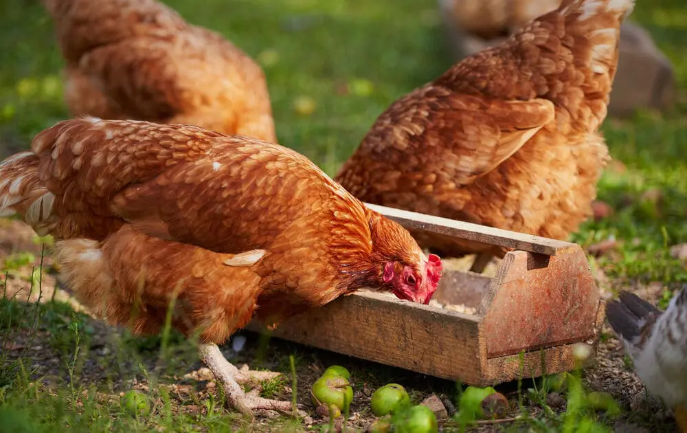 non-gmo foods