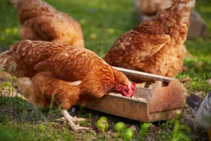non-gmo foods