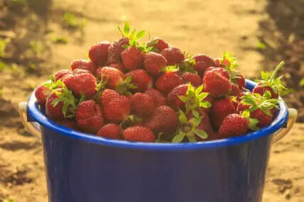 Whole Foods to Pioneer Fair Food Program Strawberries