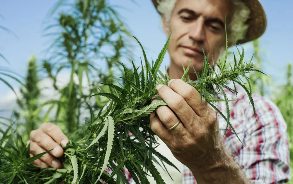 Organic weed may be regulated in Colorado.