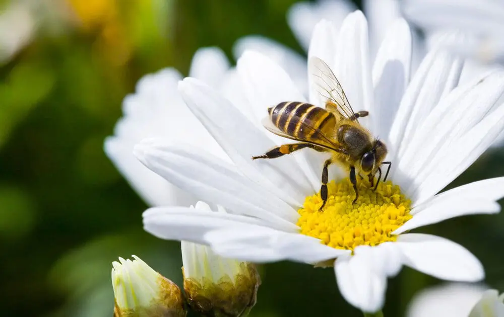 neonicotinoid pesticides are dangerous for honeybees