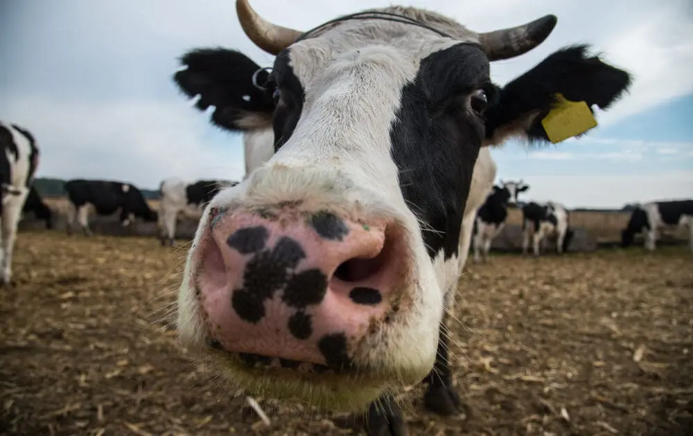 National Cattlemen’s Beef Association