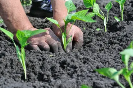 organic agriculture can feed the world