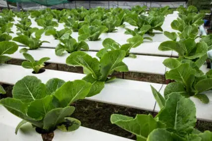 Is Hydroponic Food Organic? Organic Farmers Urge USDA to Say No