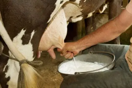 Is the Entire Dairy Industry Built on a Lie? [Video]