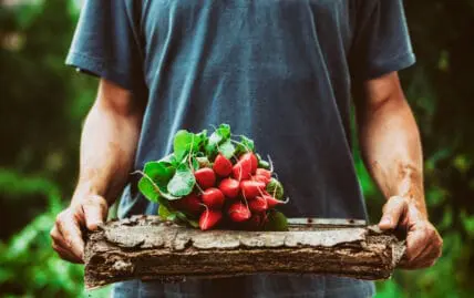 radishes