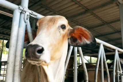 Vegan Restaurant Chain Becomes a Battleground Over ‘Humane’ Meat