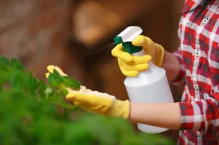 spraying tomatoes with organic pesticides