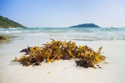 benefits of seaweed to your garden