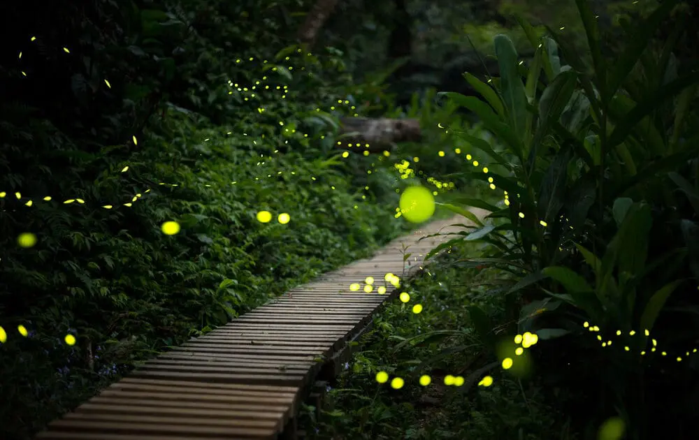 The firefly may disappear. Here's what you can do to help.