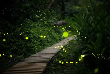The firefly may disappear. Here's what you can do to help.