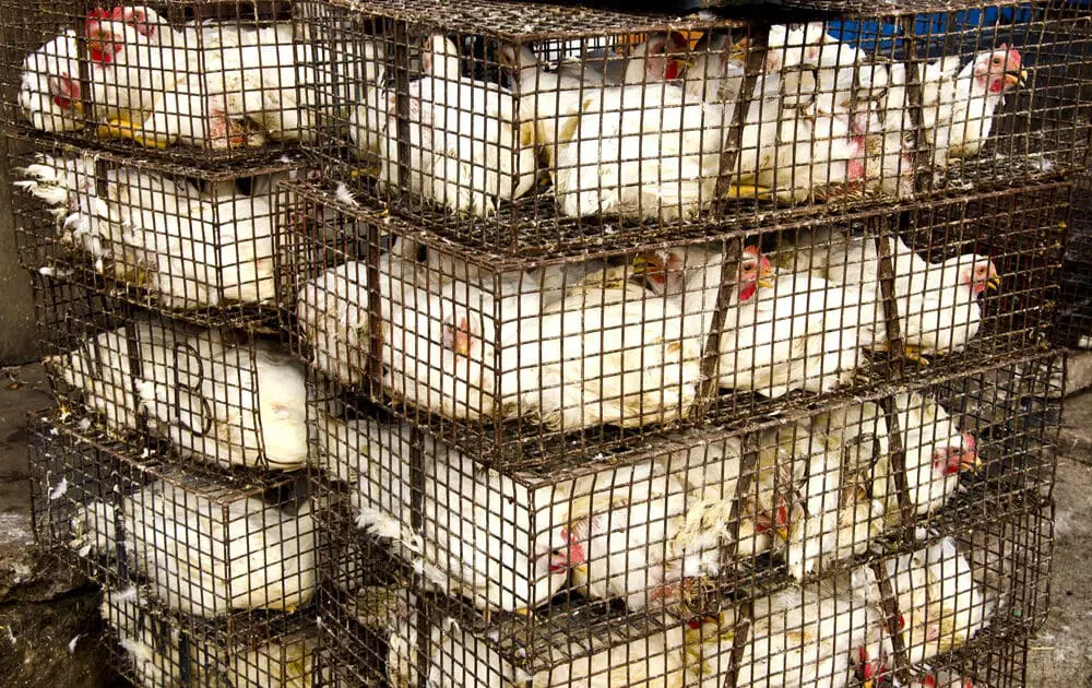egg-laying chickens are a poster child for animal welfare reform