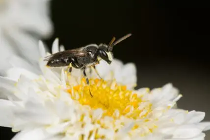 7 Hawaiian Bees Added to Endangered Species List