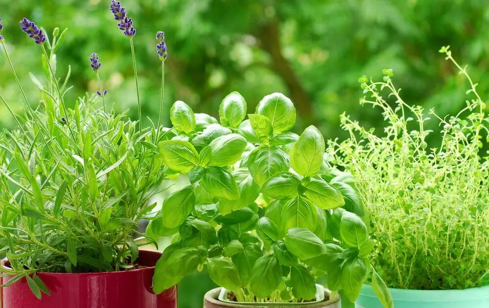 Herb Garden Pruning 101: Your Hands-On Guide to Quick and Easy Care