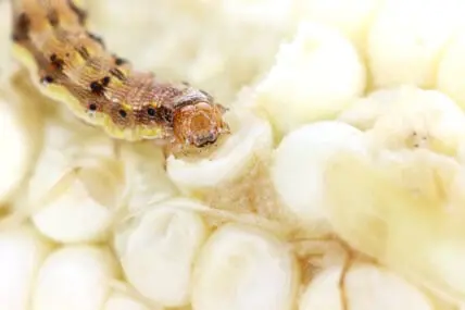 Could Caterpillar Poop be the Best Natural Pesticide