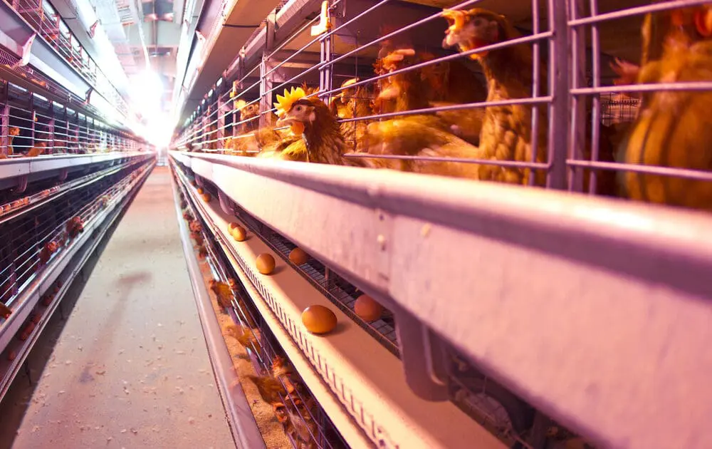 Sodexo Brings Cage-Free Eggs to the International Market With 2025 Deadline
