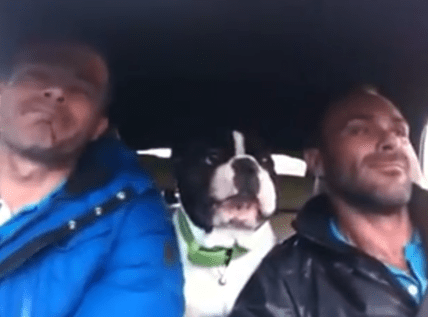singing dog