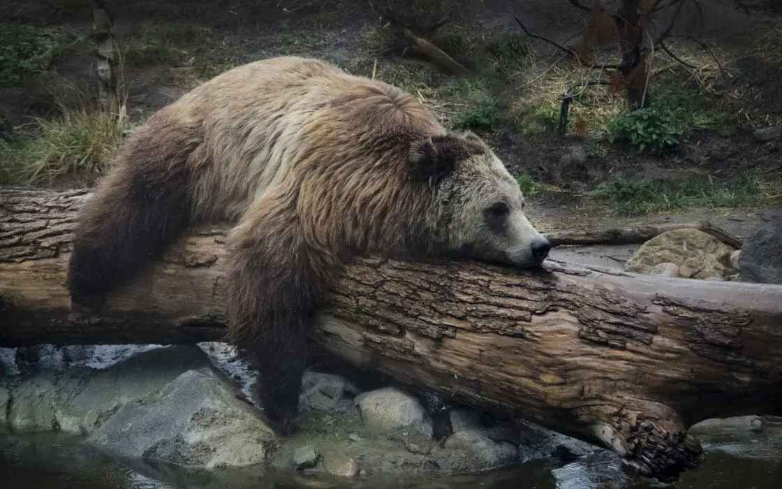 Sleeping Bear