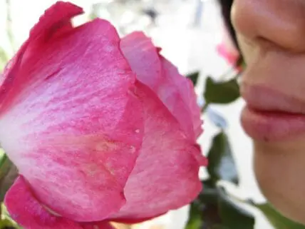 smelling a rose photo