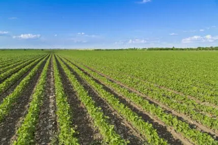 Glyphosate, the Main Ingredient in Roundup Weed Killer Probably Causes Cancer, WHO says