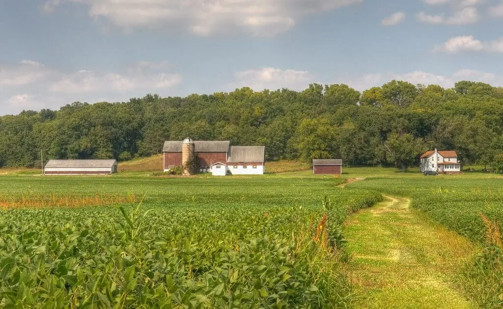 soybeans