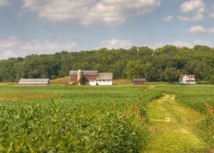 soybeans