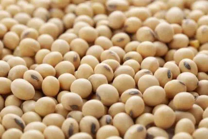soybeans
