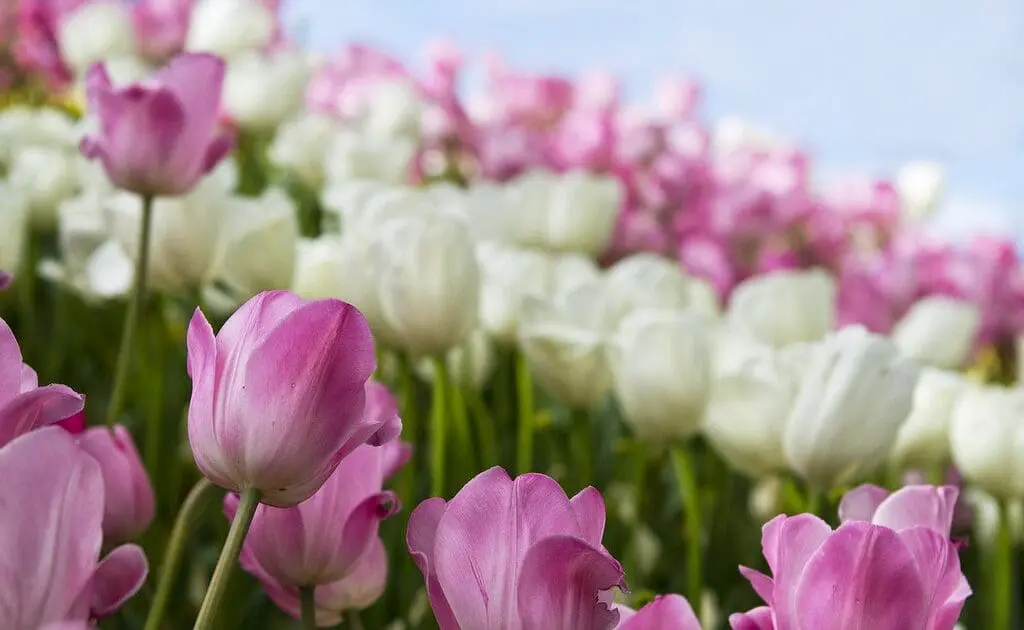 Tulips are stunning pring flowers.