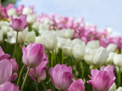 Tulips are stunning pring flowers.