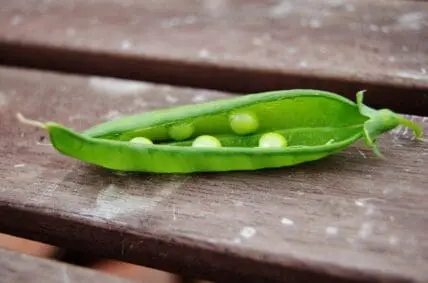 spring peas