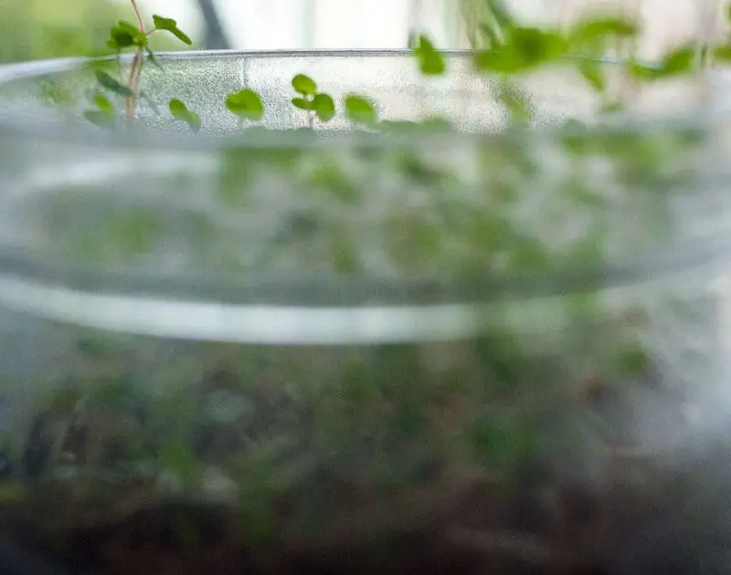 sprouts