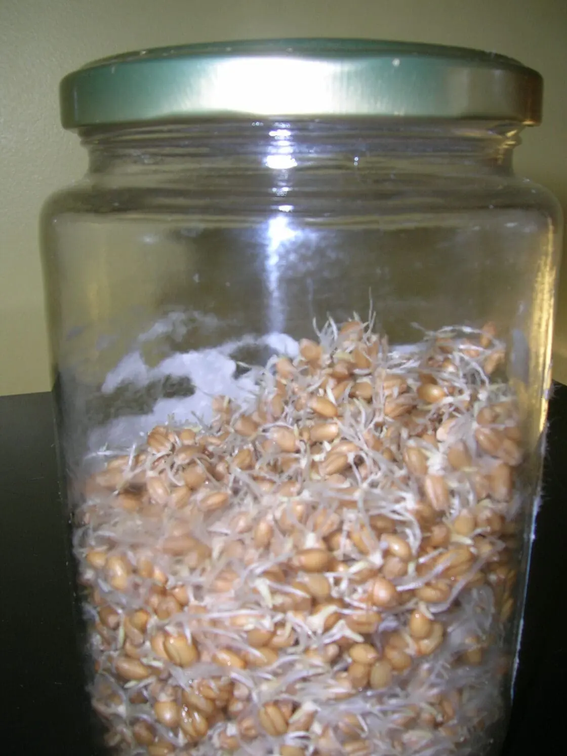 A jar of home-grown sprouts