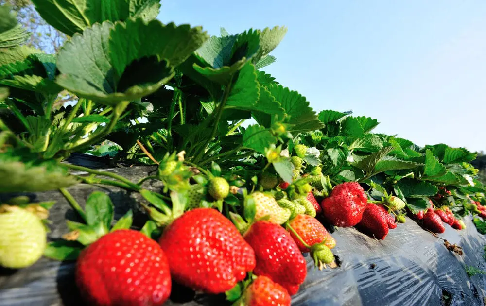 California's Strawberry Fields Produce Pesticide Drift