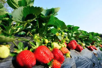 California’s Strawberry Fields Produce Pesticide Drift Endangering Ventura County Schools