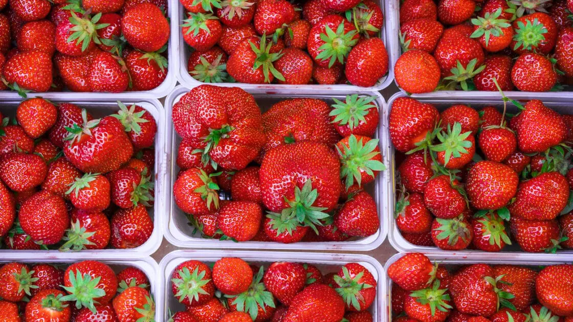 strawberry season