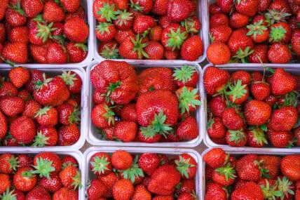 strawberry season