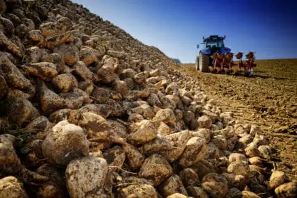 America Shuns Sugar Beet due to GMOs, Beet Growers Scramble to Regain Loyalty