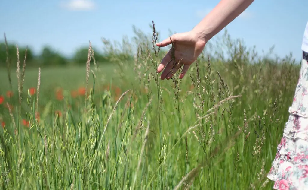 summer grass