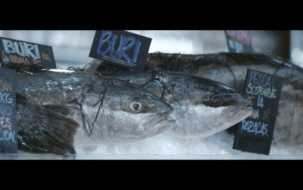 sustainable fish