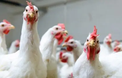 'Systemic Horrors': Rampant Animal Abuse Caught on Film at Tyson Chicken Supplier