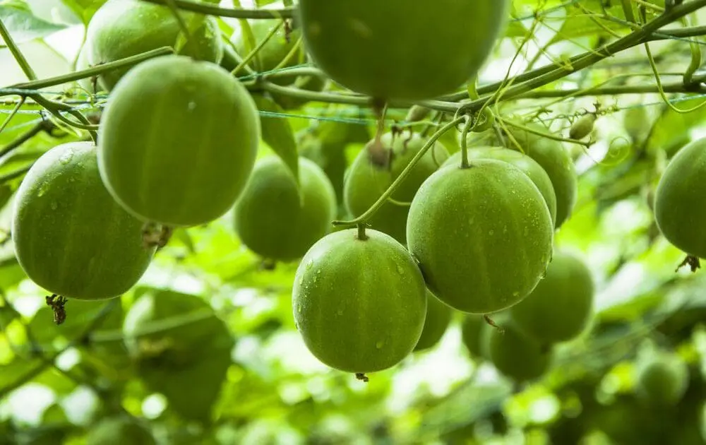 The Buzziest New Sugar Alternative: Monk Fruit