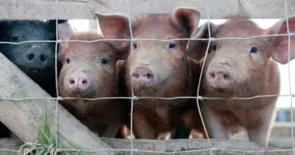The Realities of Factory Farming Completley Misunderstood, New Study Finds