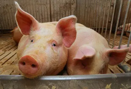 Third Undercover Footage of Hormel Supplier Shows Widespread Animal Abuse